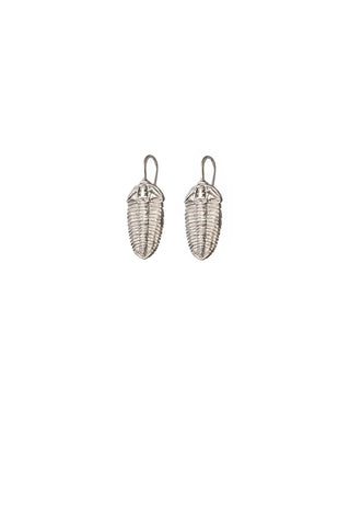 Trilobite Earrings